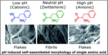 Graphical abstract: Self-assembly of l-phenylalanine amino acid: electrostatic induced hindrance of fibril formation