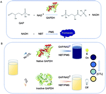 Graphical abstract: Antibody-free colorimetric detection of chlorothalonil in cucumber via the inhibition of an enzyme-triggered reaction