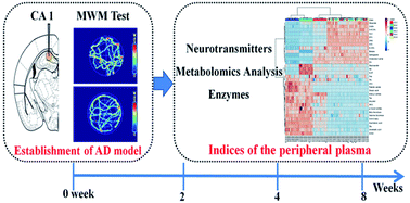 Graphical abstract: Investigation of plasma metabolomics and neurotransmitter dysfunction in the process of Alzheimer's disease rat induced by amyloid beta 25-35