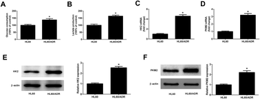 Graphical abstract: TUG1 knockdown enhances adriamycin cytotoxicity by inhibiting glycolysis in adriamycin-resistant acute myeloid leukemia HL60/ADR cells