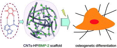 Graphical abstract: Carbon nanotubes as electrophysiological building blocks for a bioactive cell scaffold through biological assembly to induce osteogenesis