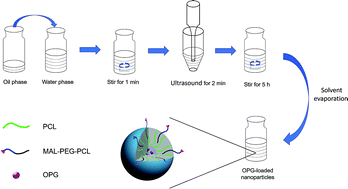 Graphical abstract: Biofunctionalization of decellularized porcine aortic valve with OPG-loaded PCL nanoparticles for anti-calcification