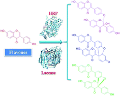 Graphical abstract: Biocatalytic oxidation of flavone analogues mediated by general biocatalysts: horseradish peroxidase and laccase