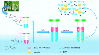 Graphical abstract: Development of different deep eutectic solvent aqueous biphasic systems for the separation of proteins