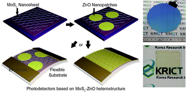 Graphical abstract: Highly efficient and flexible photodetector based on MoS2–ZnO heterostructures