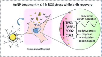 Graphical abstract: Efficacy and safety of alpha lipoic acid-capped silver nanoparticles for oral applications