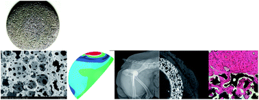 Graphical abstract: In vitro and in vivo evaluations of the fully porous Ti6Al4V acetabular cups fabricated by a sintering technique