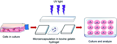Graphical abstract: Synthesis and characterization of photocrosslinkable hydrogels from bovine skin gelatin