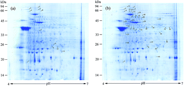 Graphical abstract: Cell changes and differential proteomic analysis during biodegradation of decabromodiphenyl ether (BDE-209) by Pseudomonas aeruginosa