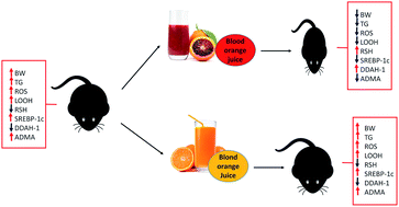 Graphical abstract: Blond and blood juice supplementation in high fat diet fed mice: effect on antioxidant status and DDAH/ADMA pathway