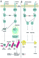 Graphical abstract: SiBaoChongCao exhibited anti-fatigue activities and ameliorated cancer cachexia in mice