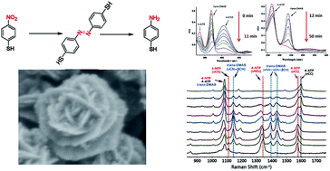 Graphical abstract: One-pot synthesis of hollow hydrangea Au nanoparticles as a dual catalyst with SERS activity for in situ monitoring of a reduction reaction