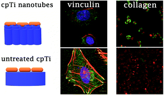 Graphical abstract: Different diameters of titanium dioxide nanotubes modulate Saos-2 osteoblast-like cell adhesion and osteogenic differentiation and nanomechanical properties of the surface