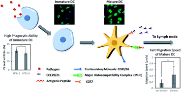 Graphical abstract: Properties of immature and mature dendritic cells: phenotype, morphology, phagocytosis, and migration