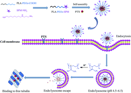 Graphical abstract: Spermine modified polymeric micelles with pH-sensitive drug release for targeted and enhanced antitumor therapy