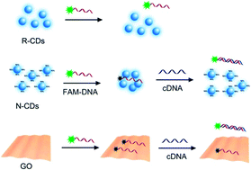 Graphical abstract: Insight into the DNA adsorption on nitrogen-doped positive carbon dots