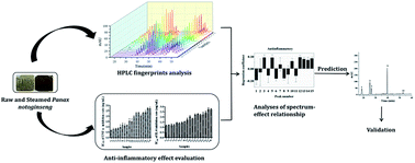 Graphical abstract: Identification of anti-inflammatory components of raw and steamed Panax notoginseng root by analyses of spectrum-effect relationship