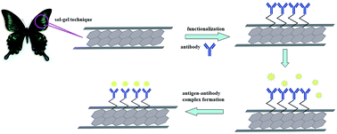 Graphical abstract: Electrochemical immunosensor based on an antibody-hierarchical mesoporous SiO2 for the detection of Staphylococcus aureus