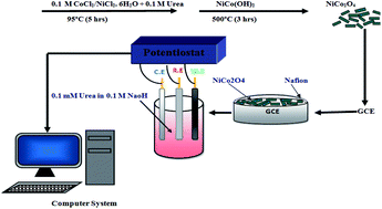 Graphical abstract: A practical non-enzymatic urea sensor based on NiCo2O4 nanoneedles
