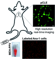 Graphical abstract: High resolution tracking of macrophage cells in deep organs and lymphatics using fluorescent polymer dots