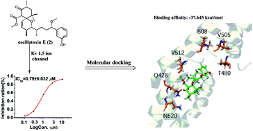 Graphical abstract: Chemical and biological study of aplysiatoxin derivatives showing inhibition of potassium channel Kv1.5