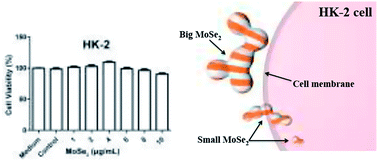 Graphical abstract: Biocompatible carbon-doped MoSe2 nanoparticles as a highly efficient targeted agent for human renal cell carcinoma