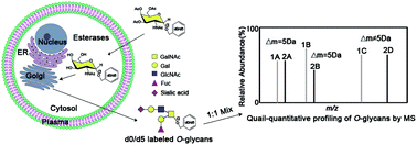 Graphical abstract: Comprehensive quali-quantitative profiling of neutral and sialylated O-glycome by mass spectrometry based on oligosaccharide metabolic engineering and isotopic labeling