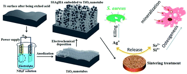 Graphical abstract: Si, Sr, Ag co-doped hydroxyapatite/TiO2 coating: enhancement of its antibacterial activity and osteoinductivity