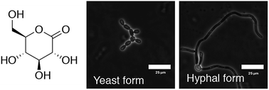 Graphical abstract: The use of polyhydroxylated carboxylic acids and lactones to diminish biofilm formation of the pathogenic yeast Candida albicans