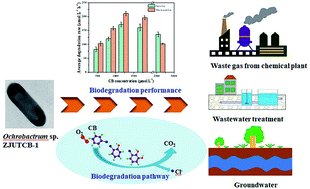 Graphical abstract: Superior performance and mechanism of chlorobenzene degradation by a novel bacterium