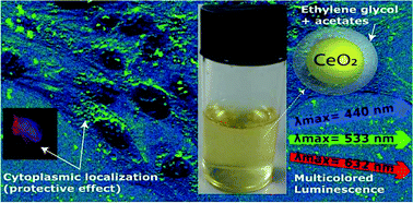 Graphical abstract: Ethylene glycol coated nanoceria protects against oxidative stress in human lens epithelium