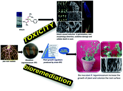Graphical abstract: Kitazin-pea interaction: understanding the fungicide induced nodule alteration, cytotoxicity, oxidative damage and toxicity alleviation by Rhizobium leguminosarum
