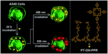 Graphical abstract: Novel polythiophene derivative for dual-channel cell imaging