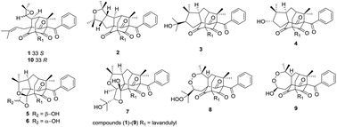 Graphical abstract: Adamantyl and homoadamantyl derivatives from Garcinia multiflora fruits