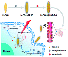 Graphical abstract: Poly(norepinephrine)-coated FeOOH nanoparticles as carriers of artemisinin for cancer photothermal-chemical combination therapy