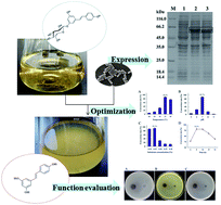 Graphical abstract: An innovative biotransformation to produce resveratrol by Bacillus safensis