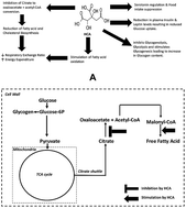 Graphical abstract: A clinical and computational study on anti-obesity effects of hydroxycitric acid