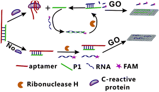 Graphical abstract: Ultrasensitive fluorescent aptasensor for CRP detection based on the RNase H assisted DNA recycling signal amplification strategy