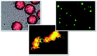 Graphical abstract: Microfluidic preparation, shrinkage, and surface modification of monodispersed alginate microbeads for 3D cell culture