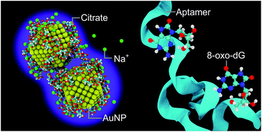 Graphical abstract: Combined in silico and in vitro study of an aptasensor based on citrate-capped AuNPs for naked-eye detection of a critical biomarker of oxidative stress