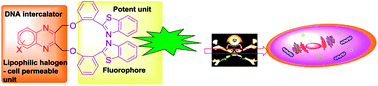 Graphical abstract: Luminescent bis(benzo[d]thiazolyl)quinoxaline: facile synthesis, nucleic acid and protein BSA interaction, live-cell imaging, biopharmaceutical research and cancer theranostic application