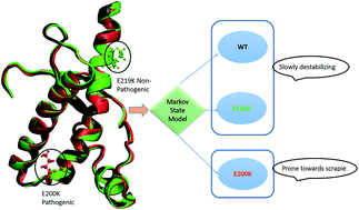 Graphical abstract: Detecting early stage structural changes in wild type, pathogenic and non-pathogenic prion variants using Markov state model