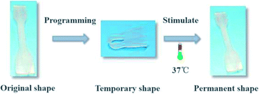 Graphical abstract: Bio-based, biodegradable and amorphous polyurethanes with shape memory behavior at body temperature