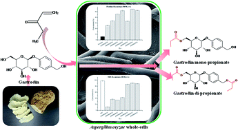 Graphical abstract: Efficient acylation of gastrodin by Aspergillus oryzae whole-cells in non-aqueous media