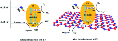 Graphical abstract: Enhanced charge separation and increased oxygen vacancies of h-BN/OV-BiOCl for improved visible-light photocatalytic performance
