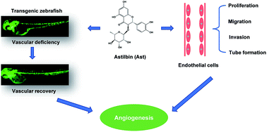 Graphical abstract: Study of pro-angiogenic activity of astilbin on human umbilical vein endothelial cells in vitro and zebrafish in vivo