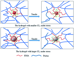 Graphical abstract: Effect of size of latex particles on the mechanical properties of hydrogels reinforced by latex particles