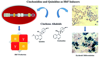Graphical abstract: Cinchona alkaloids as natural fetal hemoglobin inducing agents in human erythroleukemia cells
