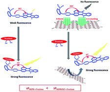 Graphical abstract: Naphthalimide-based optical turn-on sensor for monosaccharide recognition using boronic acid receptor