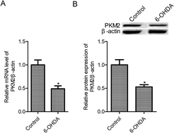 Graphical abstract: Retracted Article: PKM2 overexpression protects against 6-hydroxydopamine-induced cell injury in the PC12 cell model of Parkinson's disease via regulation of the brahma-related gene 1/STAT3 pathway